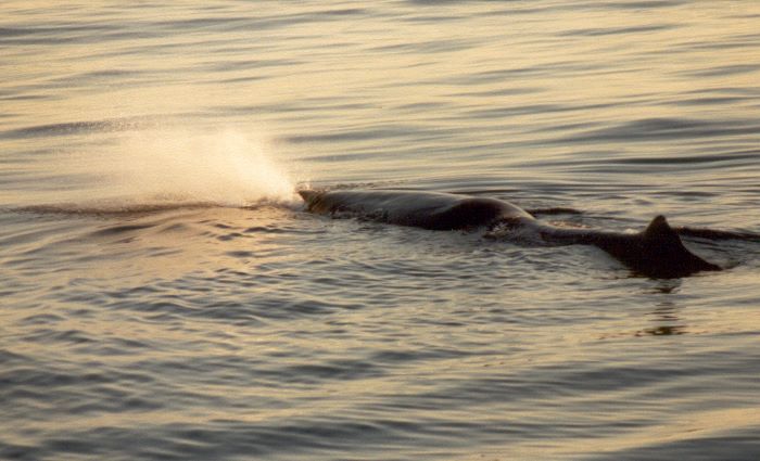 ../Images/029.Whalewatching ab Andenes.jpg